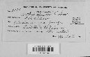 Lophodermium platyplacum image