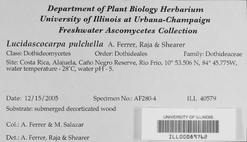 Lucidascocarpa pulchella image