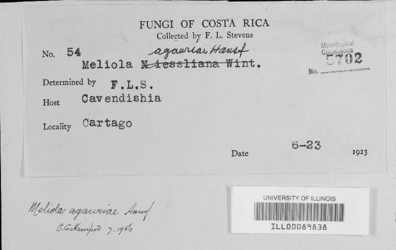 Meliola agauriae image