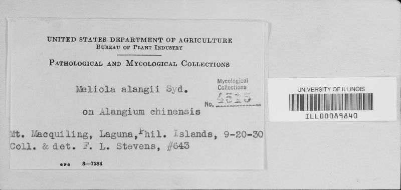 Meliola alangii image
