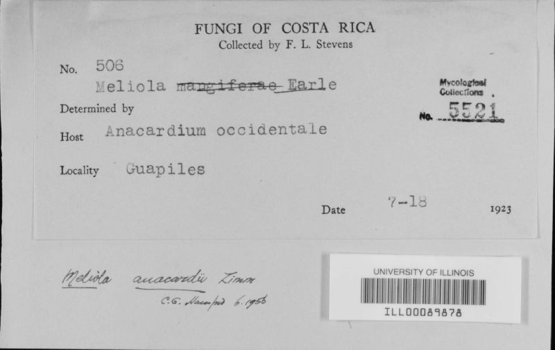 Meliola anacardii image