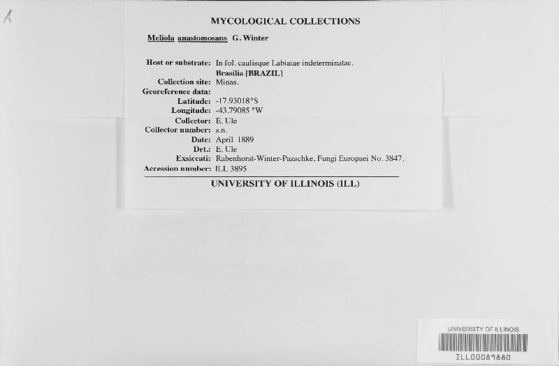 Meliola anastomosans image