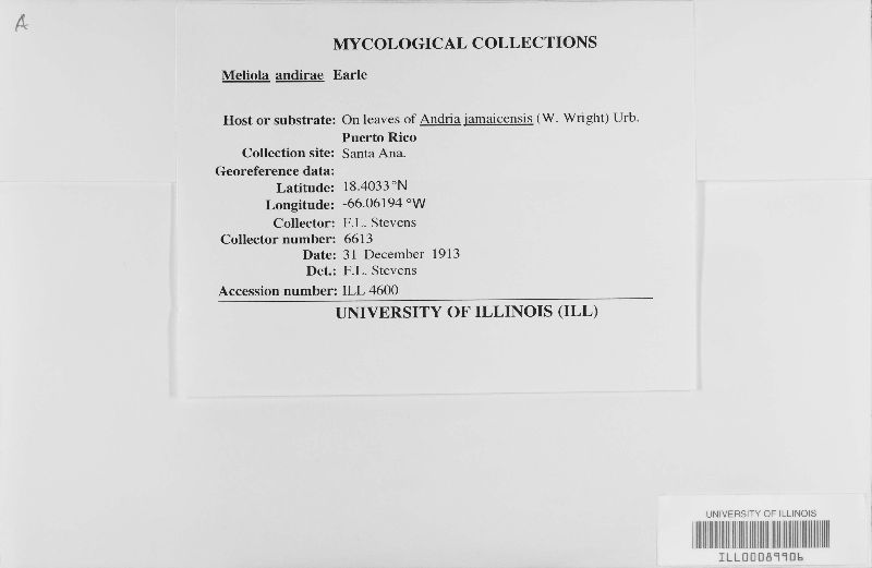 Meliolaceae image