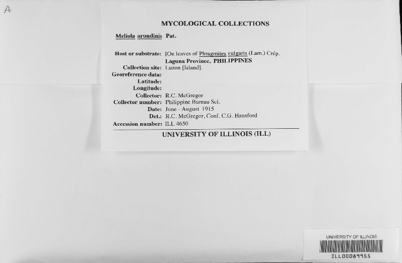 Meliola arundinis image