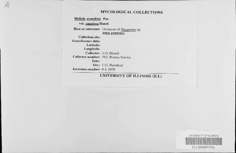 Meliola arundinis var. angulosa image