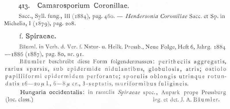 Camarosporium coronillae image