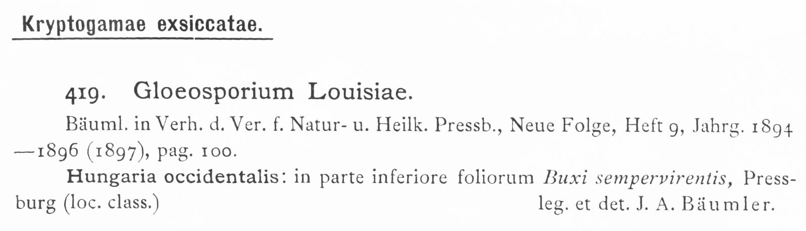 Gloeosporium louisiae image