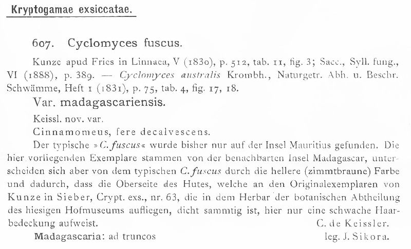 Cyclomyces fuscus var. madagascariensis image