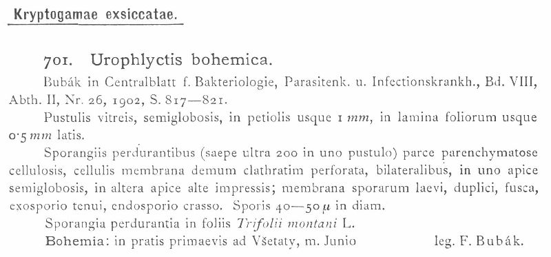 Urophlyctis bohemica image