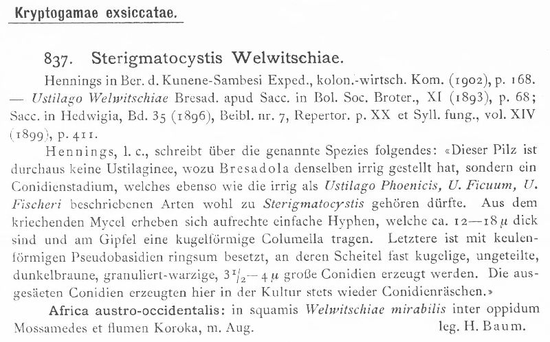 Sterigmatocystis welwitschiae image