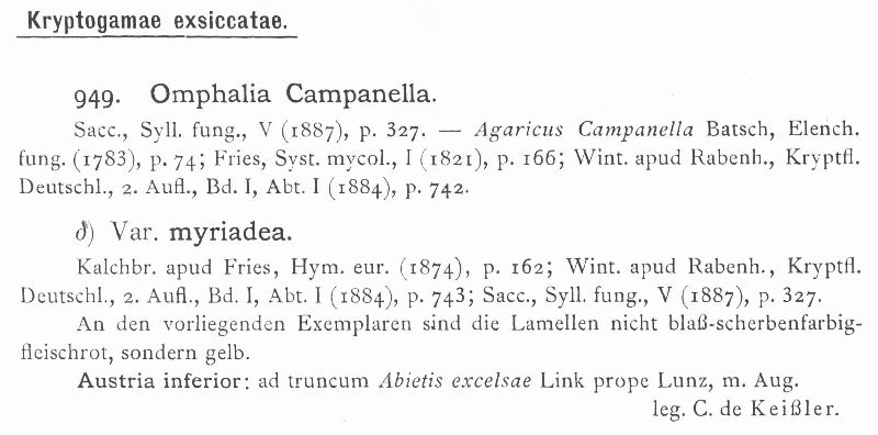 Omphalia campanella var. myriadea image