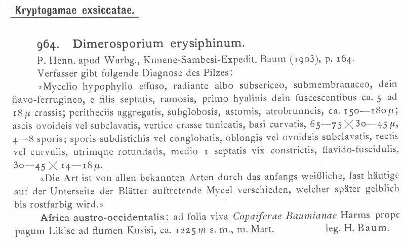 Dimerosporium erysiphinum image