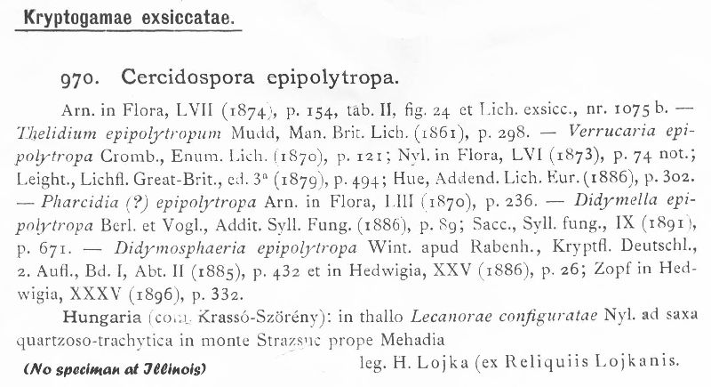Cercidospora epipolytropa image