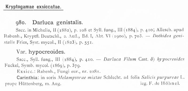 Darluca genistalis var. hypocreoides image