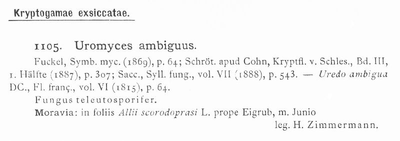 Uromyces ambiguus image