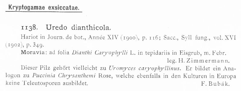 Uredo dianthicola image