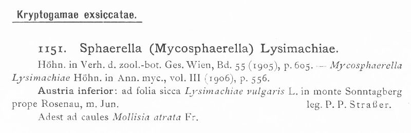 Sphaerella lysimachiae image