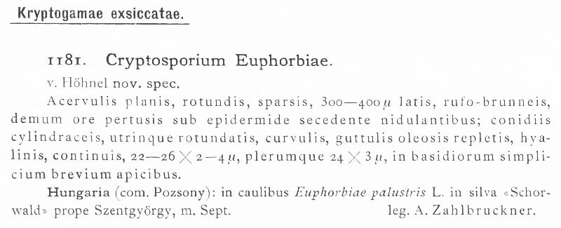 Cryptosporium euphorbiae image
