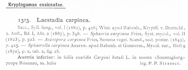 Apiosporopsis carpinea image