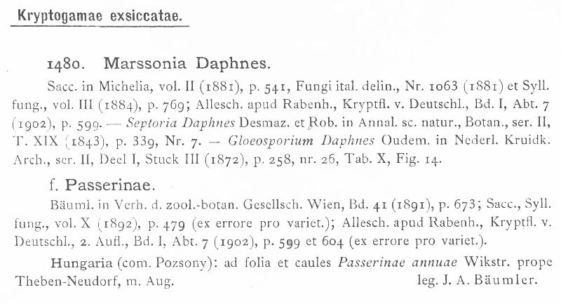 Marssonia daphnes var. passerinae image