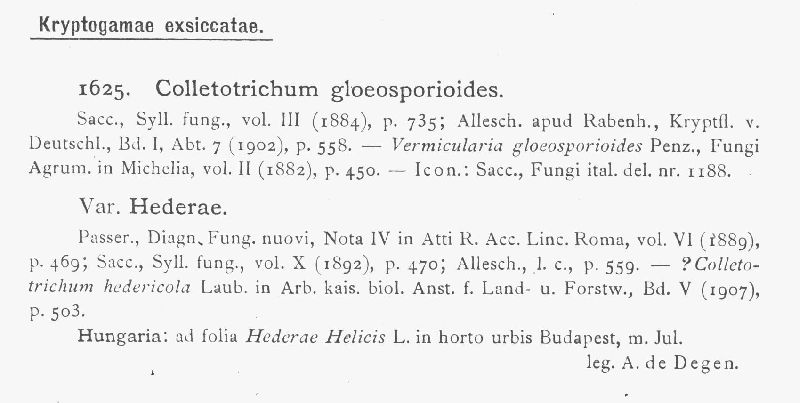 Colletotrichum hederae image