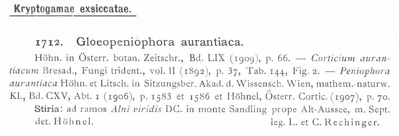Gloeopeniophora aurantiaca image