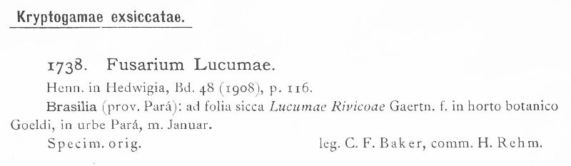 Fusarium lucumae image