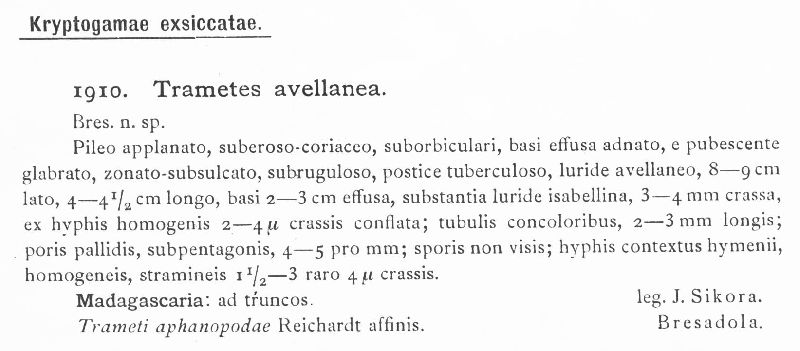 Fomitopsis avellanea image