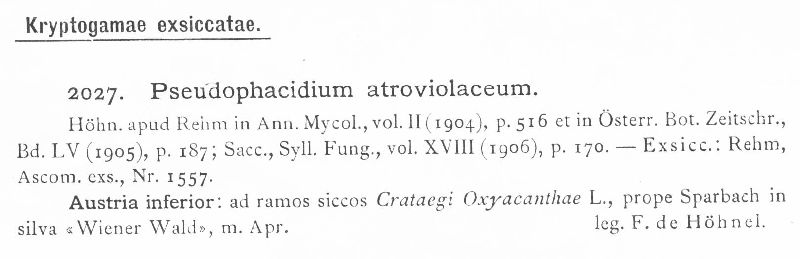 Pseudophacidium atroviolaceum image