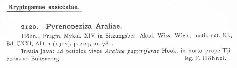 Pyrenopeziza araliae image