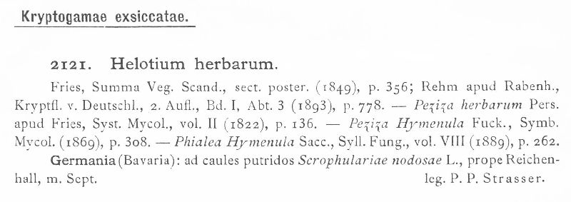 Hymenoscyphus herbarum image