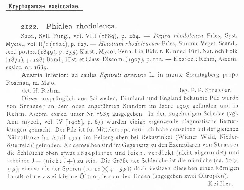 Roseodiscus rhodoleucus image