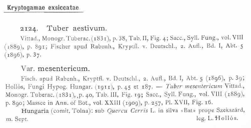 Tuber aestivum var. mesentericum image