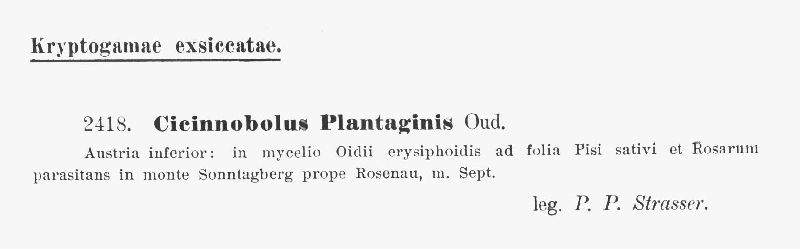 Cicinnobolus plantaginis image