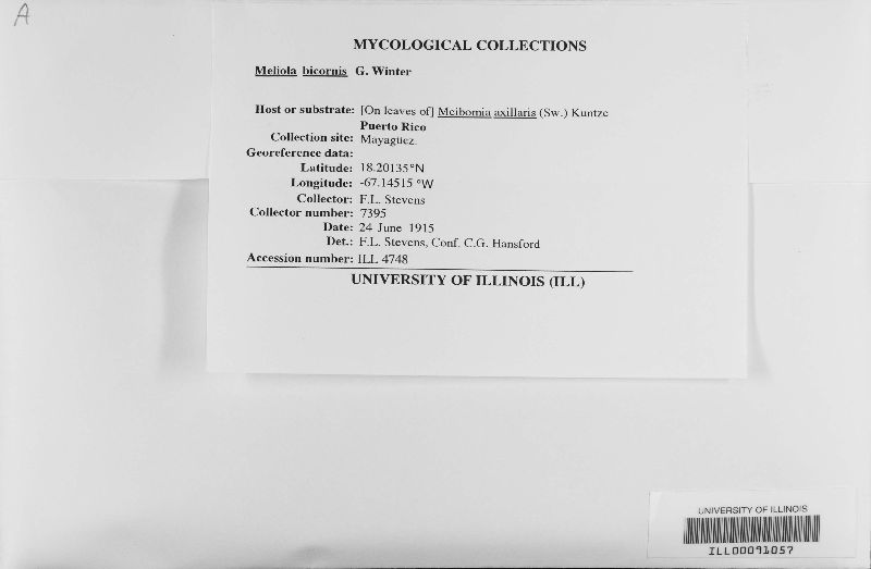 Meliola bicornis image