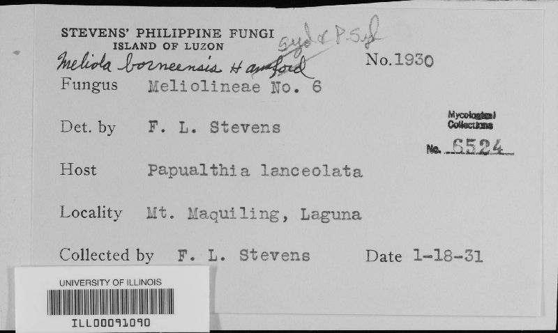 Meliola borneensis image