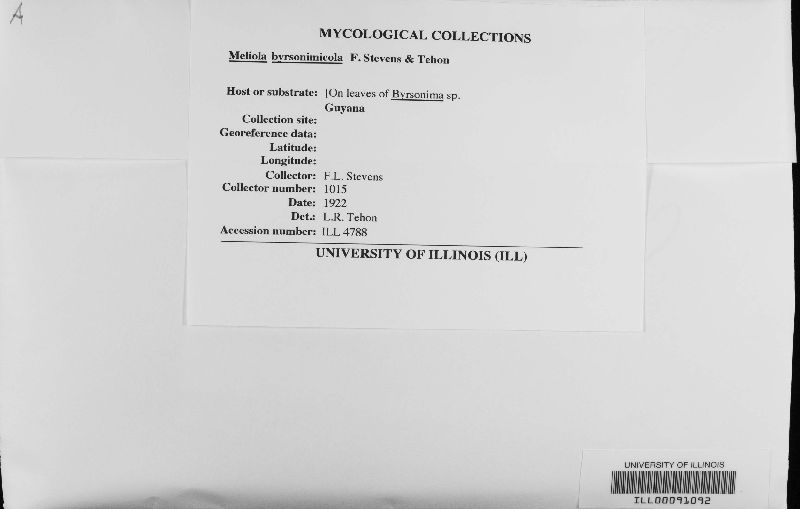 Meliola byrsonimicola image