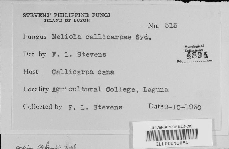 Meliola callicarpae image
