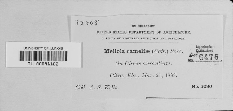 Meliola camelliae image