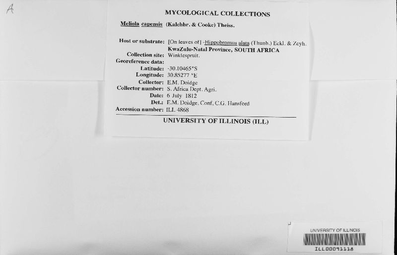 Meliola capensis image