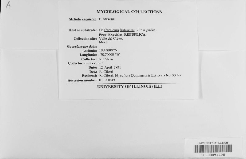 Meliola capsicola image