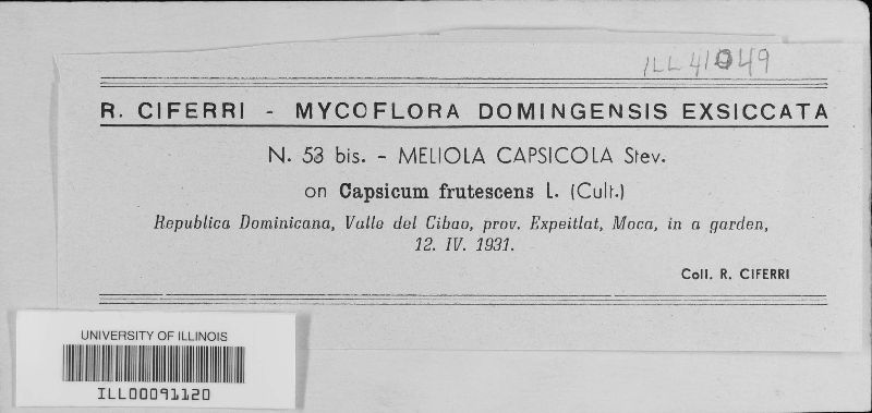 Meliola capsicola image