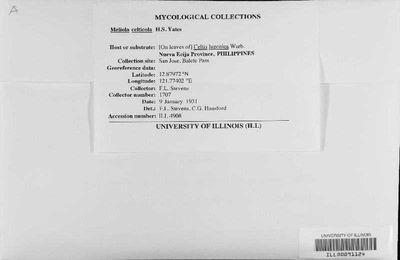 Meliola celticola image