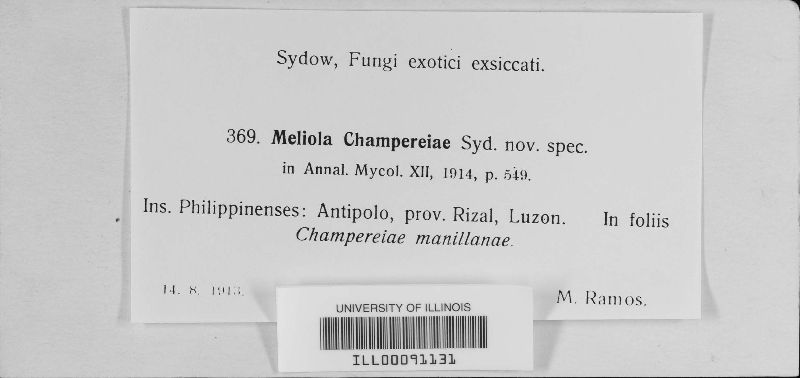 Meliola champereiae image