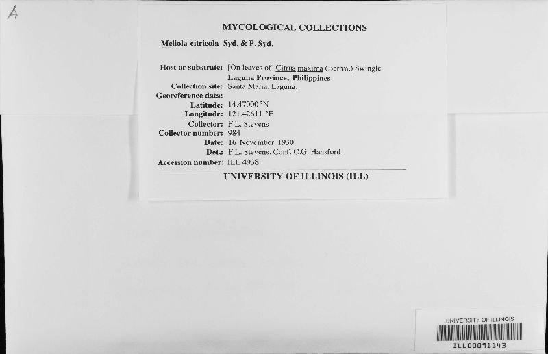 Meliola citricola image