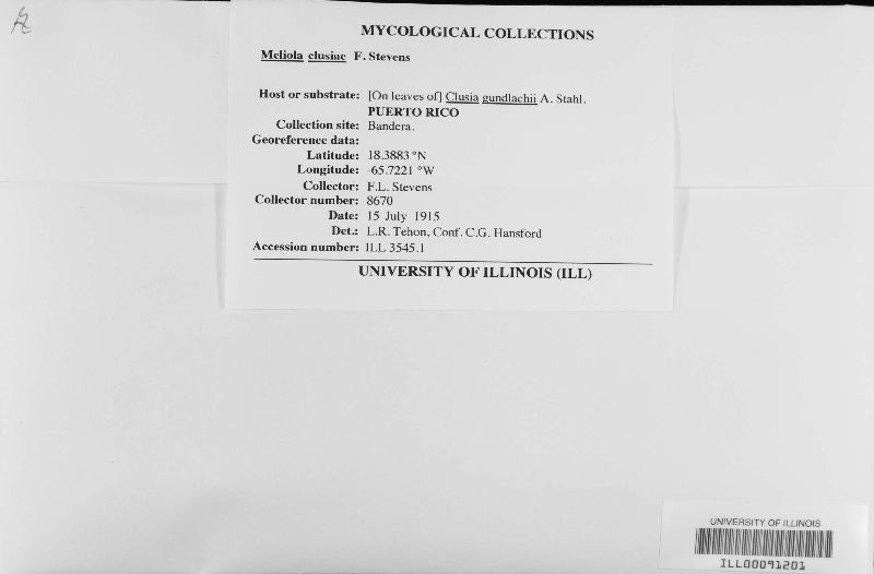 Meliola clusiae image