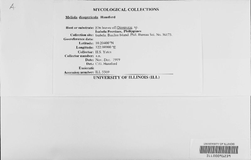 Meliola diospyricola image