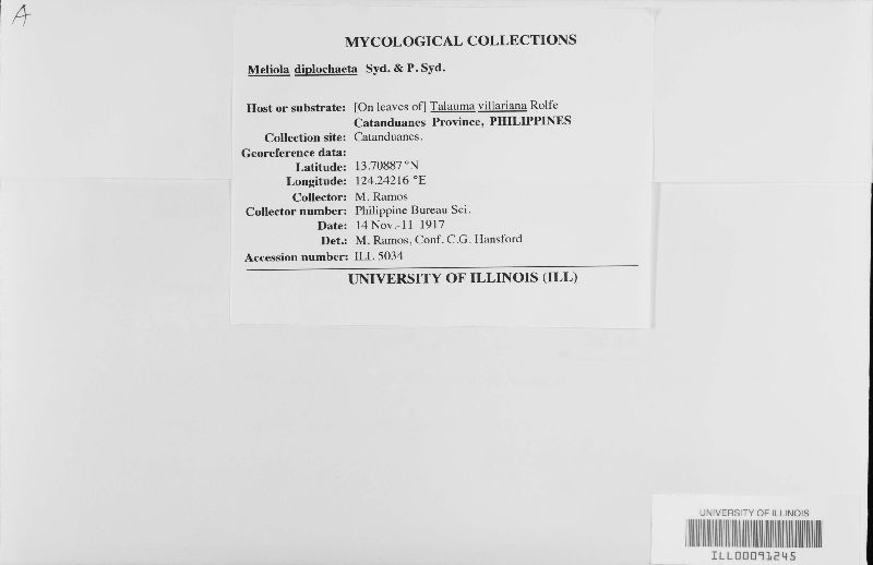 Meliola diplochaeta image
