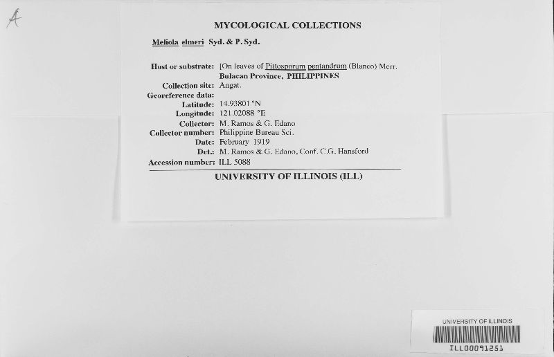 Meliola elmeri image