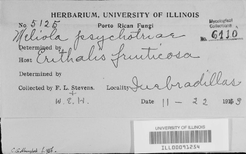 Meliola erithalidis image